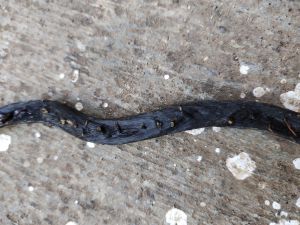 bahan akar bahar merah bodi hitam bisa di bikin gelang