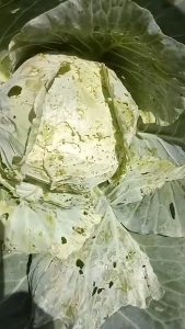 Insektisida Etomil 45 SP 250 Gram Pestisida Obat Semprot  Pembasmi Hama Ulat Tanaman Jagung Padi Kentang Ampuh Reaksi Cepat