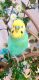 Pawllipop_shop