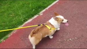 Aksesoris Hewan Peliharaan: Tali Tuntun & Harnes untuk Anjing & Kucing