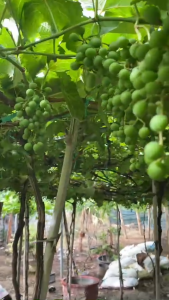 Combo 4 cây nho giống kẹo+ ngón tay đen+ mẫu đơn+  bailey