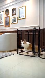 Heavy Duty Dog Fence & Pet Kennel Cage: A Comprehensive Guide