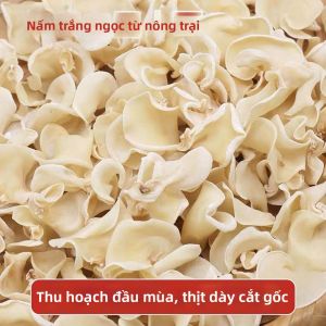 Nấm Mèo Gỗ Ngọc Bích Cao Cấp 500g