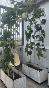 Khung vòm cổng cho hoa hồng leo cao 210cm chiều sâu 31cm màu đen dùng từ 5 năm ở nhiệt độ ngoài trời nắng nóng của Nhật