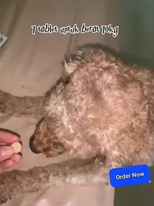 【BUY 3 FREE 1 】 EXP2028 Drontal Dog Plus Flavour - Obat Cacing Ampuh untuk Anjing Per Butir