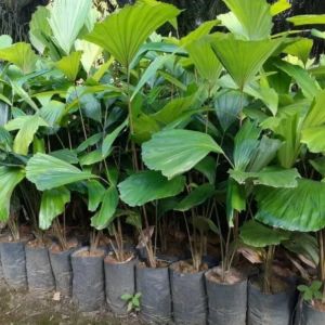 Bibit Aren Genjah Kutim Asli Varietas Super Unggul Siap Tanam (Paket 10 bibit)