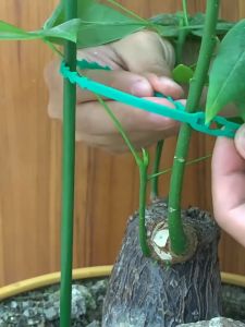 鱼骨刺绑扎带 可调节扎带 Adjustable Garden Plant Twist Ties Flexible Garden Plant Ties Green Multi-Function Sturdy Garden Plant