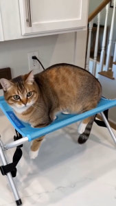Foldable Pet Grooming Table for Dogs Cats with Hammock Support Frame Portable Pet Bathing Rack Quick Drying Grooming Station Nail Trimming Restraint Stand Anti Slip