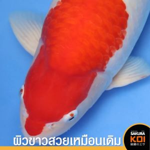 📌มี5โปรฯ ❗ 🟠 อาหารปลาคาร์ฟ Sakura Koi (ซากุระ โค่ย) 🟠 High Growth Formula สูตรเร่งโต โปรตีน42% ขนาด6.5 กก. เม็ดจม/ลอย