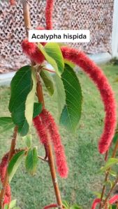 Acalypha: Eksotisme Berbulu Nan Menggoda untuk Tamanmu Kak!