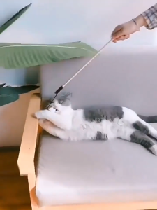 ไม้ตกแมว ของเล่นแมว ไม้ล่อแมว ขอเล่นแมว ของเล่นเเมว มีกระดิ่งและฟู่สาย ไว้ล่อแมว คลาดเครียดคลายเหงา