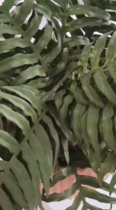 Facial Wash Bright AHA