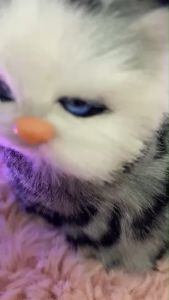 รวมตุ๊กตา น้องแมว น้องหมา น้องกระต่าย สีเสียง ตุ๊กตาน่ารัก จําลองแมวของเล่น ตกแต่งห้อง ตกแต่งรถ (แถมไฟให้ 1 เส้น)