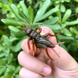 Đồ Chơi Mô Hình Tôm Hùm Màu Nâu Cho Trẻ Em Giáo Dục Sớm Nhận Thức Động Vật Thực Tế Mini Dễ Thương Tĩnh Vật Mẫu Thuẫn Với Thực Tế