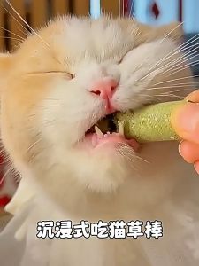 Cat Grass Sticks for Indoor Cats Cat Grass Chew Sticks Teeth Care Increase Appetite Hairball Removal 30g
