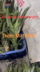 CÂY GIỐNG THƠM MẬT CAO 30-60CM CHUẨN GIỐNG 100%