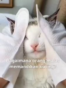 [READY STOCK ]Dog Cat Pet Disposable Wipes Dry Bath Washing Pet Bath Shower Mandi Pet Leave-in Gloves Bacteriostatic Dry Cleaning Bath Artifact