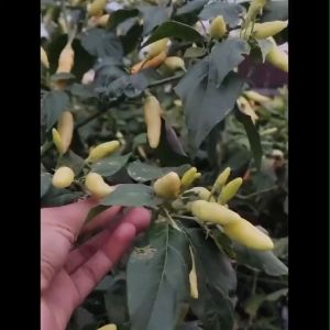 PAKET MURAH 3 Bibit Cabe Rawit Segar siap tanam