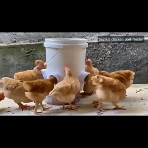 Alat Pemberi Makan Ayam Otomatis Tanpa Tumpah Tahan Panas dan Hujan || Automatic Chicken Feeder