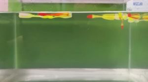 ลูกชายตกปลากะพง ปลาช่อน ปลาหมอทะเล ปลาเก๋าชายฝั่ง ปลากระสูบ ปลายางลูกชาย