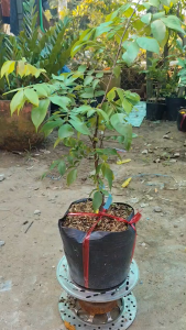 Cây giống Khế ngọt - Cho Trái Quanh Năm - Vị ngọt - Cây Trồng Chậu - Cây Giống Vân Anh
