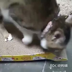 Cat Scratching Pad ที่ลับเล็บแมว กระดาษลูกฟูกแข็งแรง ใช้งานง่าย ลดการข่วนเฟอร์นิเจอร์ ทรงโซฟา ดีไซน์สวย แมวชอบ A030