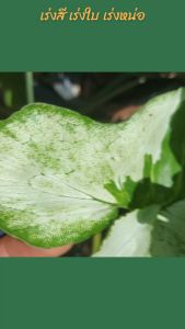 ปุ๋ยน้ำฉีดพ่น สำหรับบอนสี ปุ๋ยใส่บอนสี เร่งการเจริญเติปโต เร่งสี แทงหน่อ 1 ขวด 250 ซีซี ปุ๋ยสำหรับบอนสีโดยเพฉาะ