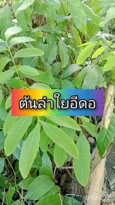 ถุงลูกดก ผลลัพธ์จาก ต้นลำไยพันธุ์อีดอ ที่มีเสียบยอด ลูกดก เนื้อหนา เมล็ดเล็ก สามารถทนแล้งได้ดี ในกรณีมากขึ้น หวานกรอบ