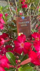 THASUCAVN EXTRA Hỗ Trợ Bổ Thận (Hộp 150 viên)