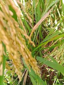 Beras Pulen 1kg khas cianjur beras Alami ( Instant)