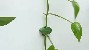 5Pair Plant Clips Self-Adhesive Plant Climbing Wall Fixture Clip Invisible Wall Vines Supports for Indoor Garden