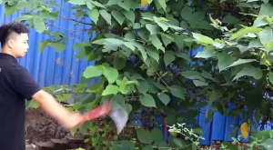 Multifunctional Double Chopping Sickle for Farmer: Ideal for Harvesting Straw Chopping Wood and Cutting Trees