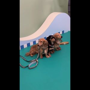 [พร้อมส่ง] DOGGU ชุดสายรัดอกพร้อมสายจูง H-Harness Set Cherish