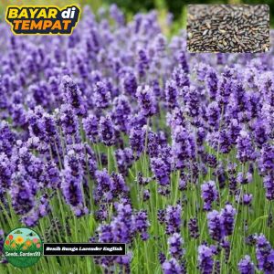 50 BUTIR BIJI/BENIH BUNGA LAVENDER ENGLISH