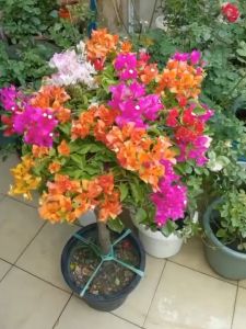 Tanaman Bunga Kertas Bugenvil | Bougenville 5 warna ASLI Cantik Warna warni hasil STEK Unggulan