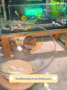 คอกแมว คอนโดแมวอวกาศ 2in1 รังแมวแคปซูลอวกาศ จานเสียงไม้เนื้อแข็งอะคริลิค หลุมอวกาศ แคปซูลอวกาศสบาย ของเล่นแมว ที่นอนหมา