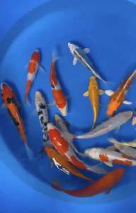 JAPAN KOI IMPORT 20-25cm 7pcs COMBO RM2768 + shipping RM50 ( Marusei Yamaju Konishi farms )