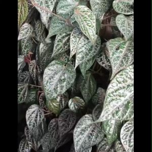 Bibit Daun Sirih Merah Obat Herbal