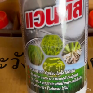 แวนตัส 1ลิตร บำรุงข้าว ฮอร์โมนข้าว เร่งราก ใบเขียว ใบตั้ง กอใหญ่ กระทุ้งรวง กันหนาว ไม่ล้ม รวงใหญ่ รับรวง เพิ่มน้ำหนัก