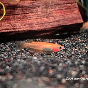 Youkihi Red Medaka Ricefish (Oryzias latipes ‘Youkihi’) Freshwater Decorative Nano Aquarium Tank Fish