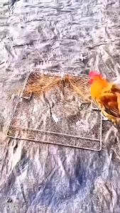 มาตรฐานดักไก่และดักนก กับดักไก่ป่า/ที่ดักไก่ พื้นที่ดักนก/ที่ดักนก รุ่นที่ดักไก่/ที่ดักนก