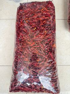 PROMO CABE TEJA /CAPLAK /RAWIIT SUPER PEDAS KERING KWALITAS MEDIUM