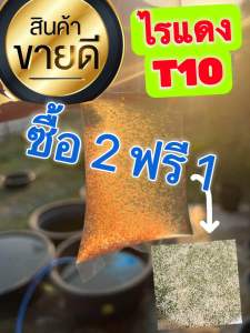 พันธุ์ไรแดงt10 พ่อแม่พันธุ์ไรแดง เหมาะสำหรับนำไปขยายต่อ (เจ้าดังในแอปส้ม)
