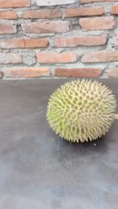 Alat Kupas Durian Anti Karat Tang Pembuka Durian Tang Pembuka Durian Tahan Lama