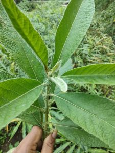 jual daun sembung segar dipetik pasmasuk order harga 500 gram