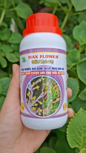 [THIEN THINH SHOP] Phân bón lá Max Flower SIÊU TẠO NỤ giúp mai vàng sai nụ nụ mập cây sung khỏe chai 250ml