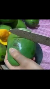 Bibit Mangga Alpukat: Tanaman Buah dan Hias