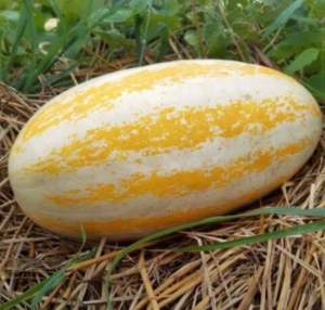 เมล็ดแตงไทยหมอนทองสีเหลืองทอง บรรจุ 100-200เมล็ดสวย