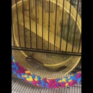 Sugar glider Stainless Steel 304 Wheel 蜜袋鼯304不锈钢跑轮