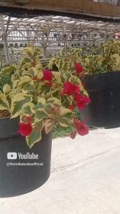 Tanaman Hias Bunga Bugenvil Variegata - Tanaman Gantung Bugenvil